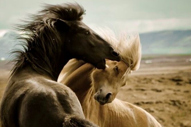 Red Canyon Wild Mustang Safari Review - The Sum Up