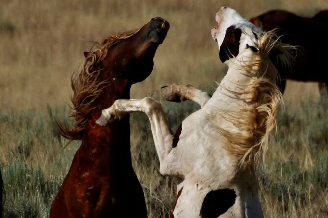 Red Canyon's Best Of The Wild West Wild Mustang+Rafting Adventure - Meeting Point and Logistics