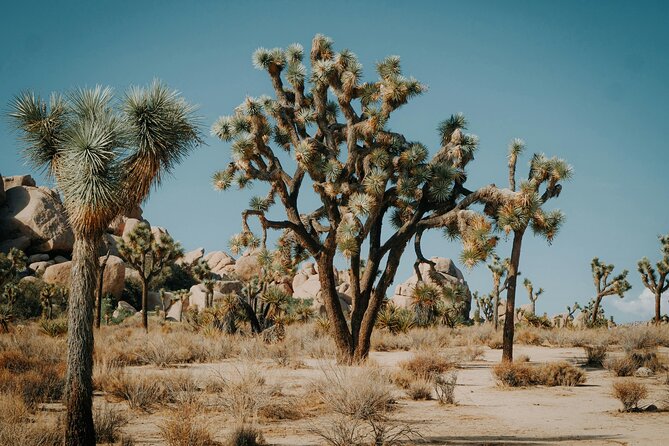 Red Rock Canyon & Calico Basin Self Guided Audio Tour - Cancellation Policy