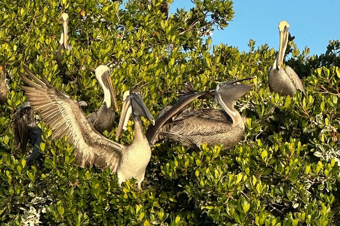 Robinson Preserve Nature Walk Eco Tour - Tips for Participants