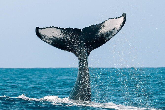 Royal Humpback Whale Exploration - Frequently Asked Questions