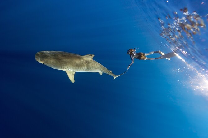 Safe and Educational Shark Dive From Haleiwa: Sharks Guaranteed - What to Expect During the Dive