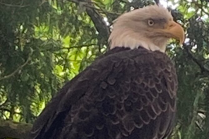 Scenic Drive Tour Through the Rainforest of Ketchikan Alaska - Exploring Ketchikan After Your Tour