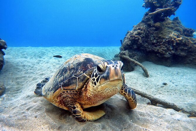Scuba Diving in Maui With No Experience Needed - Opportunities for Further Scuba Certification