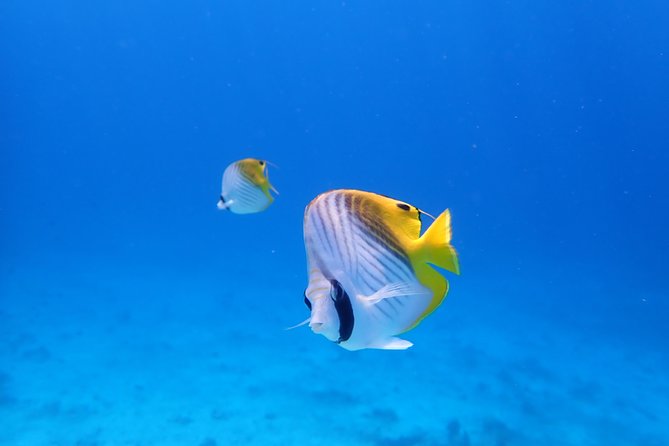 Sea Turtle Snorkel at Kerama Islands and Zamami Island - Booking Information