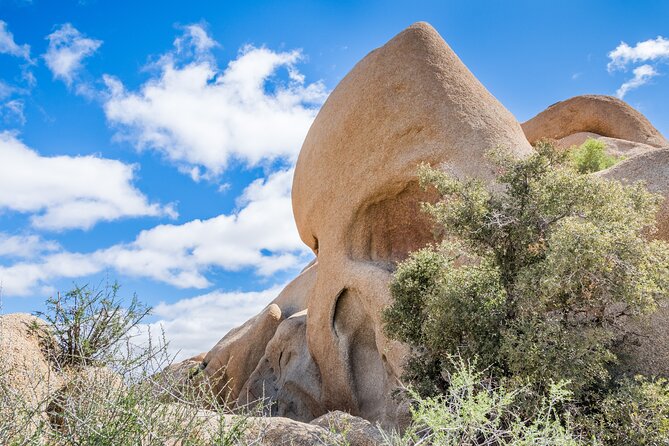 Self Guided Joshua Tree Tour Review - The Sum Up
