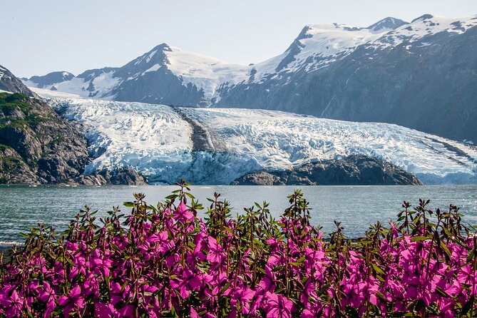 Seward to Anchorage- Post Cruise Curated Wildlife Tour +Transfer - Culinary Experiences and Local Flavors