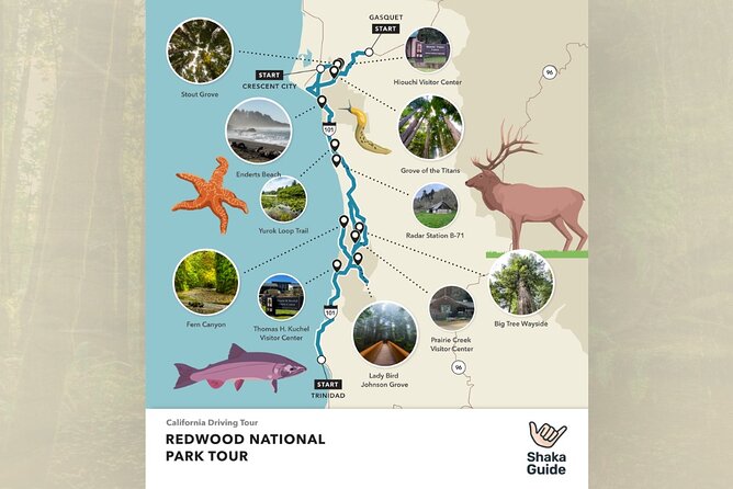Shaka Guide: Redwood National Park Audio Tour Review - The Sum Up