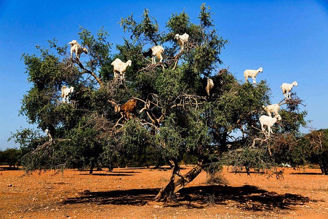 Shared Group Day Trip From Marrakech to Essaouira Mogador - Frequently Asked Questions