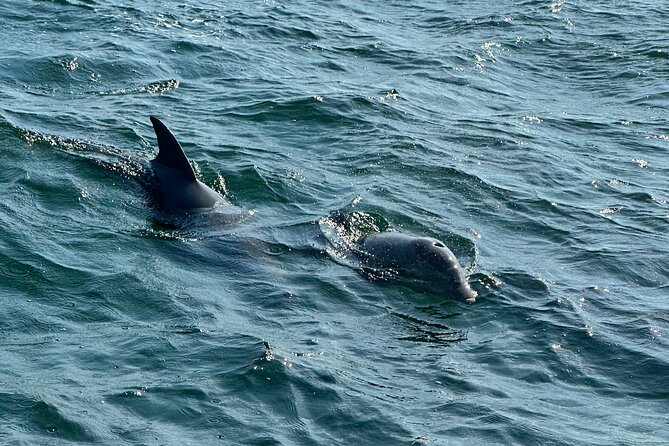 Shell Island Dolphin Sightseeing Boat Tour - Sunset Cruises and Additional Offerings