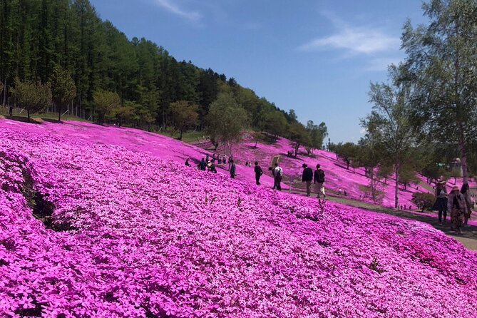 [Shibazakura / Tulip] Going by Private Car, Shibazakura Takinoue Park and Kamiyubetsu Tulip Park (From Sapporo) - Kamiyubetsu Tulip Park