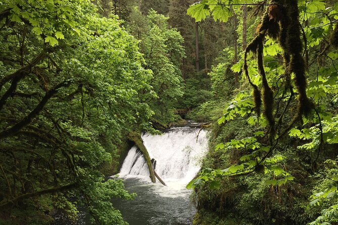 Silver Falls Waterfall Hiking Tour From Portland - Highlights of the Hiking Experience and Guide Interaction