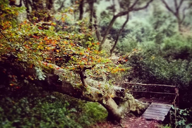 Sintra, Kingdom of Love - Private Day Walk - Tips for Your Walk