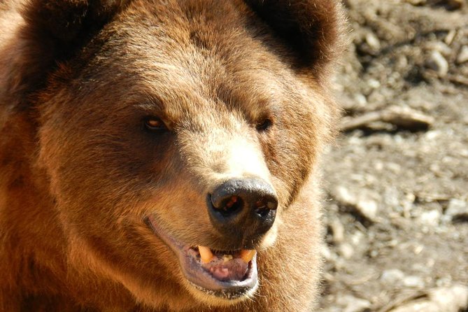 Sitka Premium Tour- Private- Alaska Raptor Center, Fortress of the Bears,Totems - Transportation and Logistics