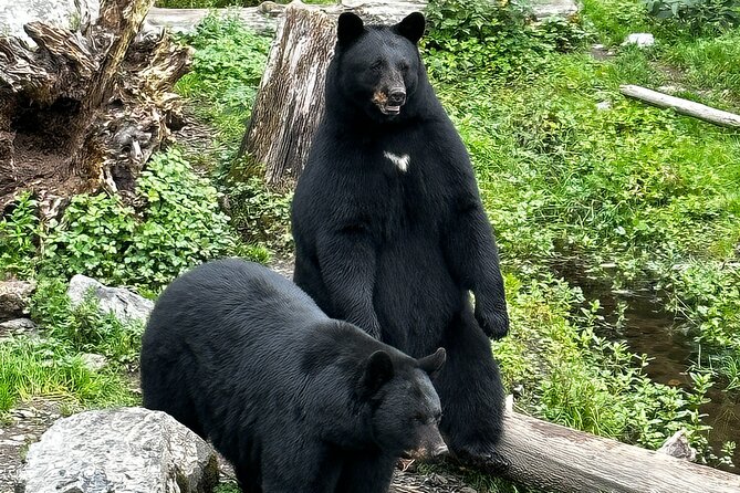 Sitka's Favorite Sites Tour Review - Is the Tour Worth It?