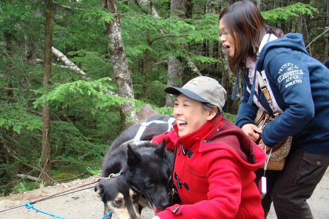 Sled Dog Discovery in Juneau - An Unforgettable Alaskan Adventure