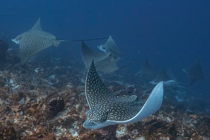 Small-Group Introductory Scuba Dive in Cozumel - Tips for Participants
