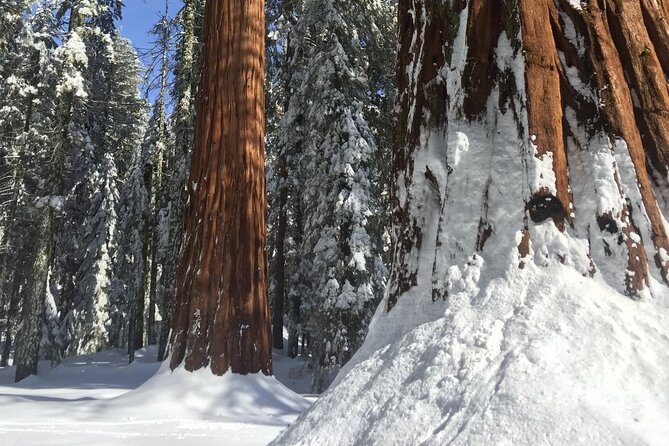 Small Group Sequoia Tour Review - Recommended Preparation and Tips