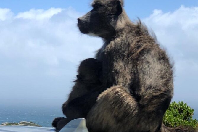 Small Group Table Mountain Penguin Colony and Cape Point Tour - Frequently Asked Questions