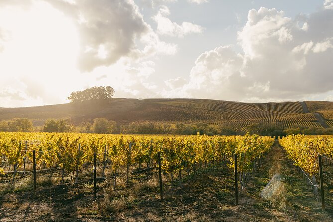 Small Group: Ultimate Napa and Sonoma Wine Tour- San Francisco - Making the Most of Your Wine Tasting Experience