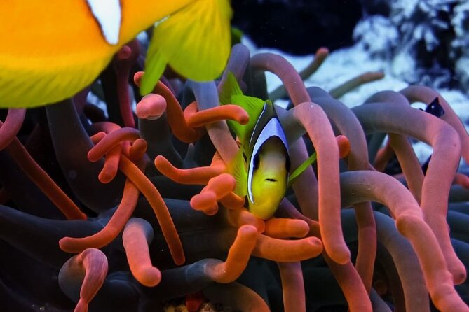 Snorkeling at Blue Lagoon; Starfish; The Rock Restaurant & Paje Beach - Customer Experience and Reviews