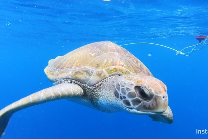 Snorkeling in a Wonderful Volcanic Bay - Capturing Memories