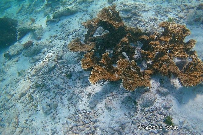 Snorkeling Tour by Boat (Amazing Excursion to the Turtle Area) - Tips for Travelers