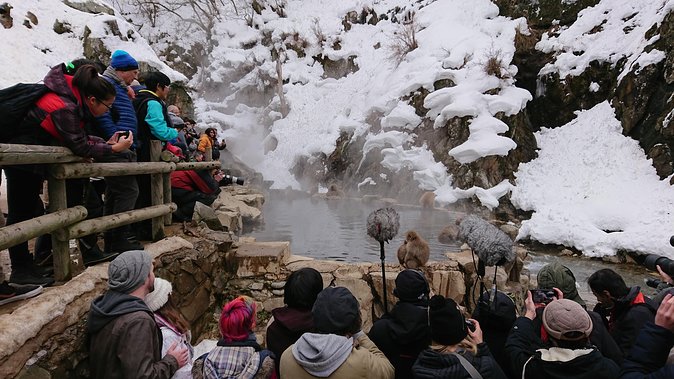 Snow Monkey, Shiga Kogen Roman Museum With Lunch Buffet - Reviews and Feedback