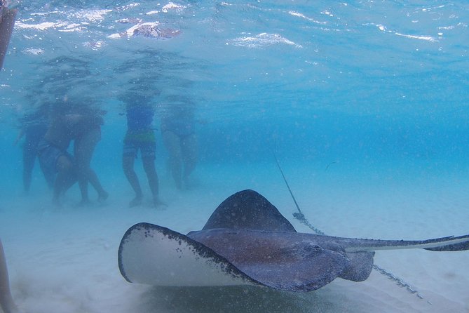 Starfish and Stingray City Fun Tour With Reef Snorkeling- 3 Stops - Interacting With Starfish