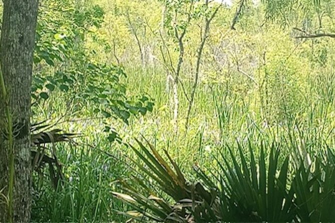 Swamp Eco-Cruise and Walking Tour Review - The Sum Up