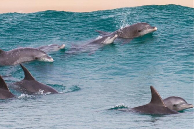Swim With Dolphin & Jozani Forest National Park Tour Sea Trip - Zanzibar - Frequently Asked Questions