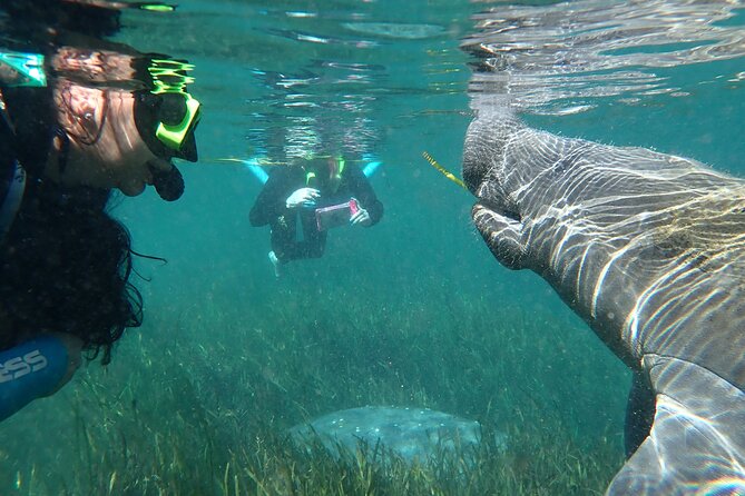 Swim With Manatees In Crystal River, Florida - Learning About Manatee Conservation