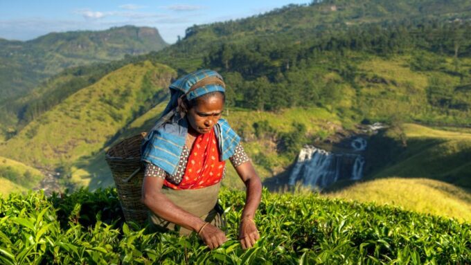 Tea Trail of Nuwara Eliya - Frequently Asked Questions
