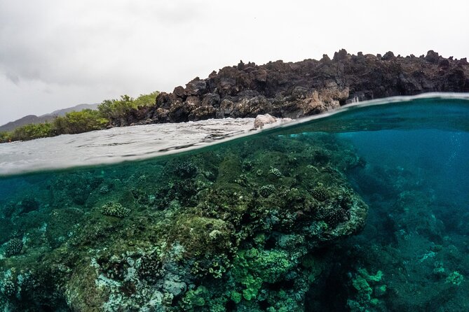 The Best 2.5 Hour Molokini Snorkel Tour & Whale Watch - Customer Feedback