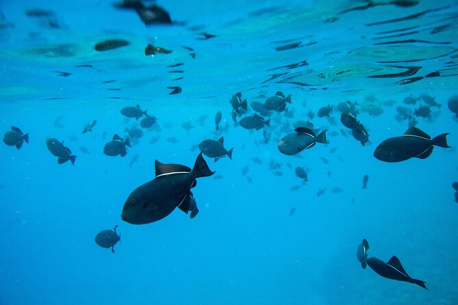 The Best 2 Hour Molokini Express Snorkeling - Accessibility and Health Considerations