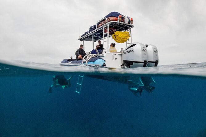 The Best Maui 3 Hour Molokini and Turtle Town Snorkel - Positive Customer Feedback and Recommendations