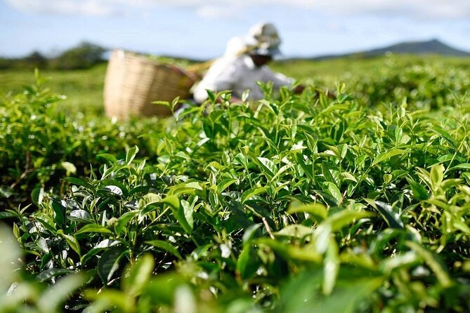 The East Discovery Tour: Bois-Cheri Tea Factory, Blue-Bay Marine Park & Lunch - Customer Experiences and Feedback