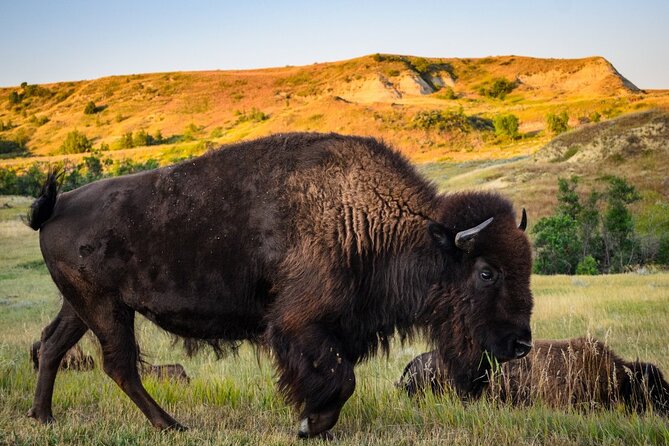 Theodore Roosevelt National Park Audio Tour Guide Review - The Sum Up
