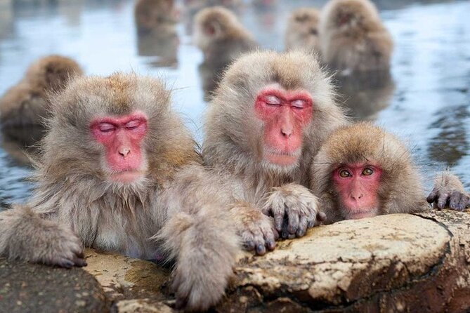 Tokyo Nagano Snow Monkey Park and Zenkoji Temple With Guide - Getting to the Destination