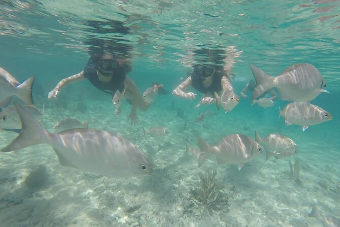 Tour in Buggy Cedral History Snorkeling and Lunch in Cozumel - Customer Reviews and Ratings
