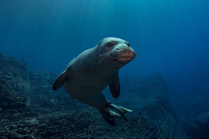 Try Scuba Diving in Kauai: All Experience Levels - Why Choose Seasport Divers for Your Scuba Experience
