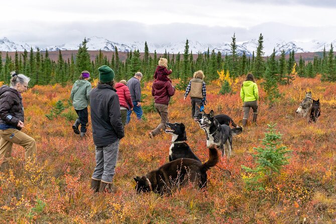 Tundra Walk With Free Running Sled Dogs - Frequently Asked Questions