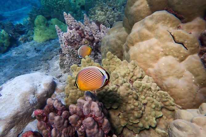 Turtle Town Beach Snorkel - How to Book Your Snorkel Adventure