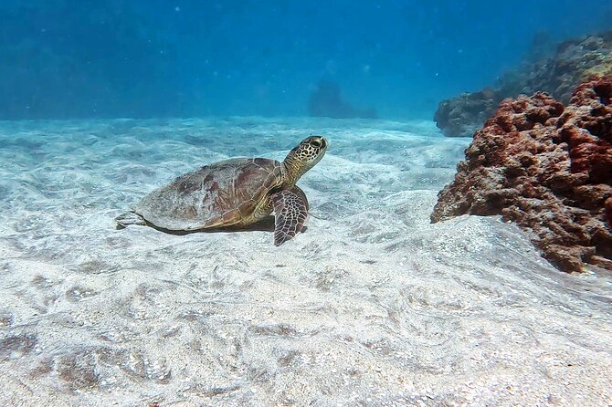 Unlimited Guided Snorkeling Tour Review - Customer Reviews
