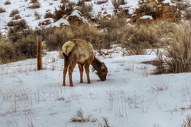 VIP Private North Yellowstone National Park Winter Excursion - The Advantages of a Private North Yellowstone Tour
