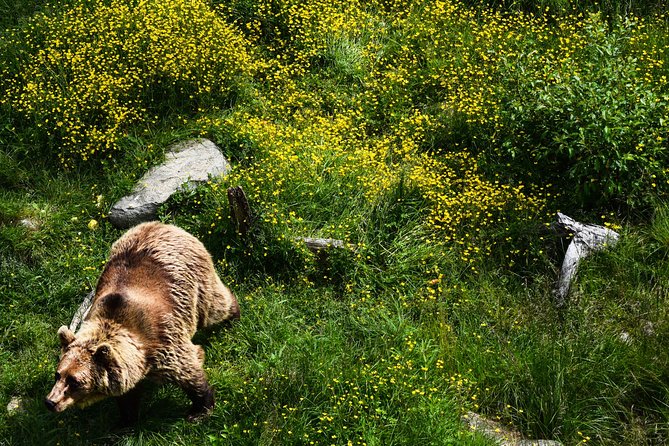 Visit Ranua Arctic Wildlife Park - Ask Away