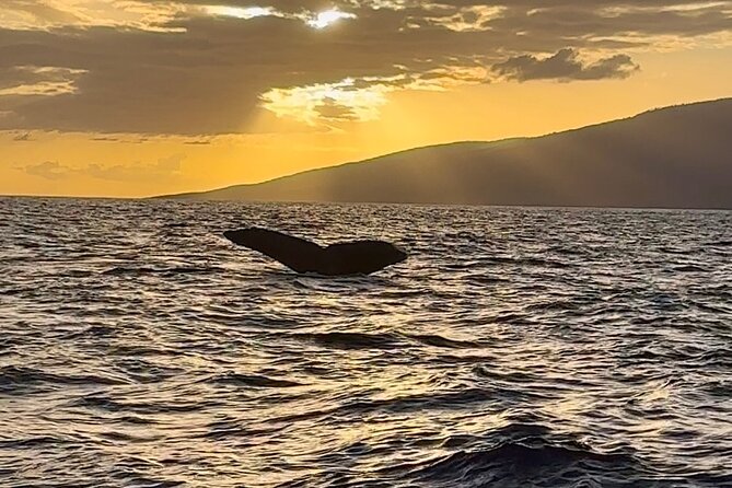 West Maui Sunset Whale Watch - Unique Features