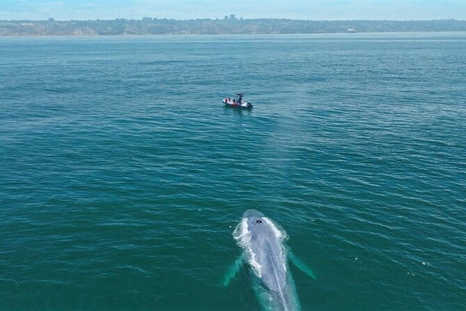 Whale and Dolphin Watching Speedboat Tour Review - The Sum Up