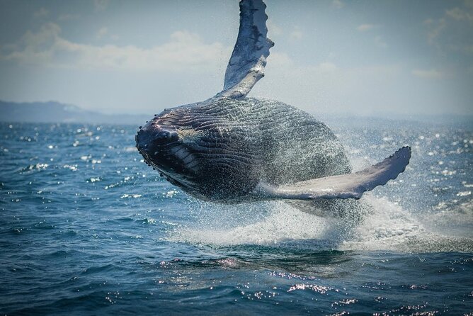 Whale Watching, Cayo Levantado and Limón Waterfall in Samaná - Frequently Asked Questions