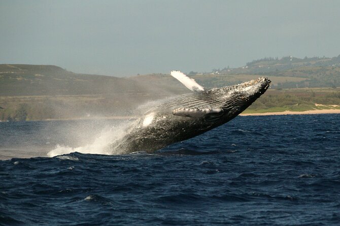 Whale Watching Expedition on Kauai - Top Whale Sighting Spots Around Kauai